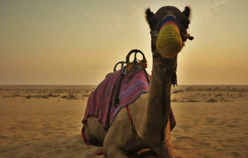 Combo Pack- Dubai City + Desert Safari + Exotic Widlife gallery