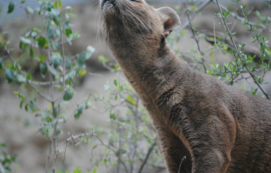 Amazing Madagascar gallery