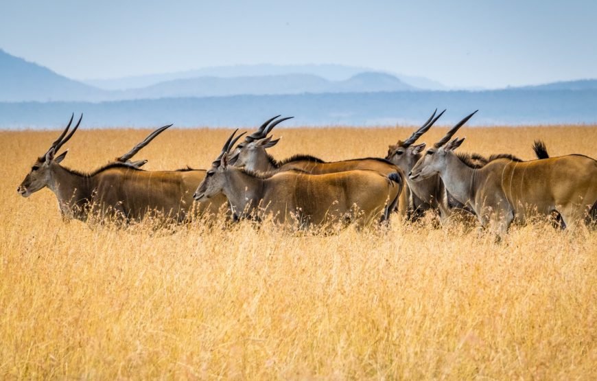 Safari Dreams Come True: Classic Kenya Tour Packages by GT Holidays gallery