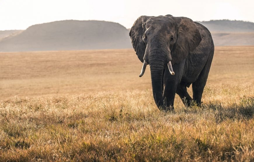 Safari Dreams Come True: Classic Kenya Tour Packages by GT Holidays gallery