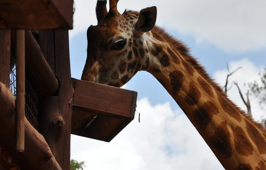 Safari Dreams Come True: Classic Kenya Tour Packages by GT Holidays gallery