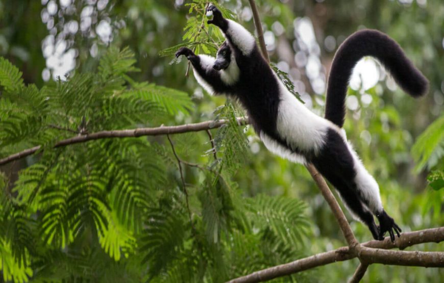 Discover Madagascar gallery