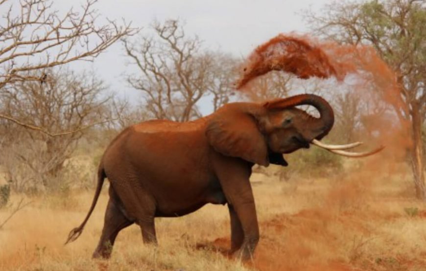 Safari Adventure in Kenya: Exploring Nairobi, Masai Mara, and Beyond gallery
