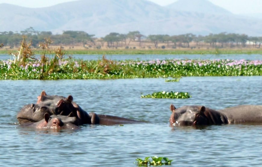 Safari Adventure in Kenya: Exploring Nairobi, Masai Mara, and Beyond gallery
