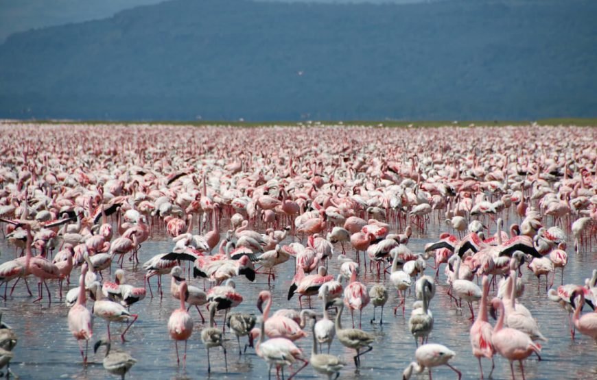 Safari Adventure in Kenya: Exploring Nairobi, Masai Mara, and Beyond gallery