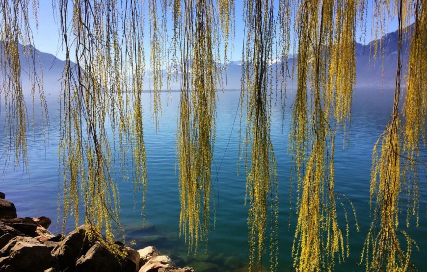 Serene Swiss gallery