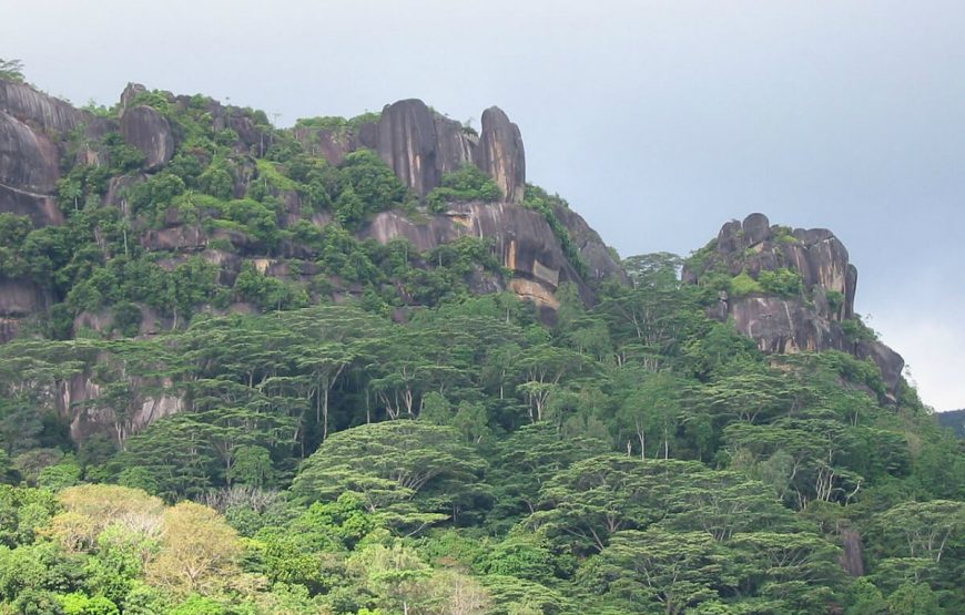 Vallee de Mai Nature Reserve